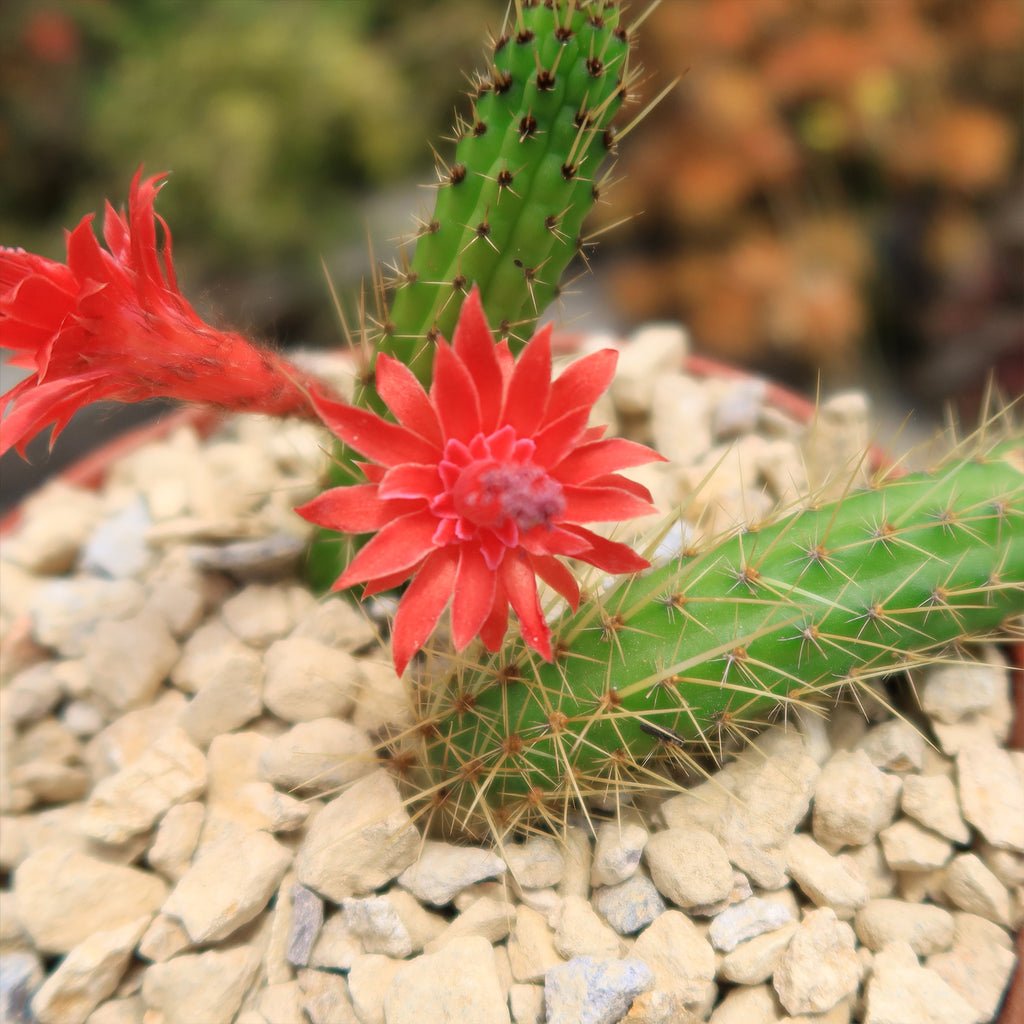 Cleistocactus Samaipatanus
