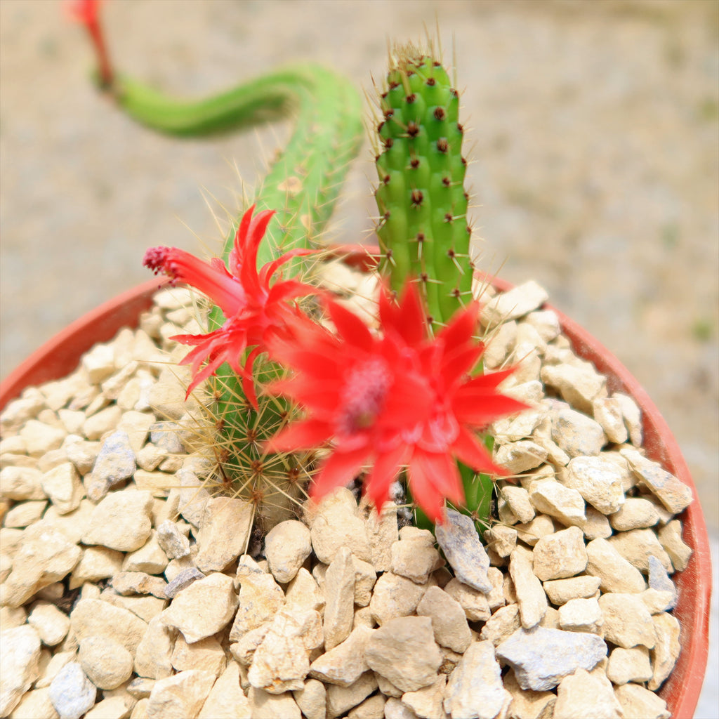 Cleistocactus Samaipatanus