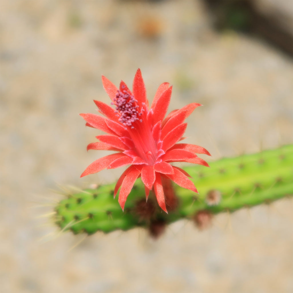 Cleistocactus Samaipatanus