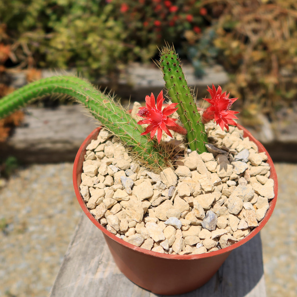 Cleistocactus Samaipatanus