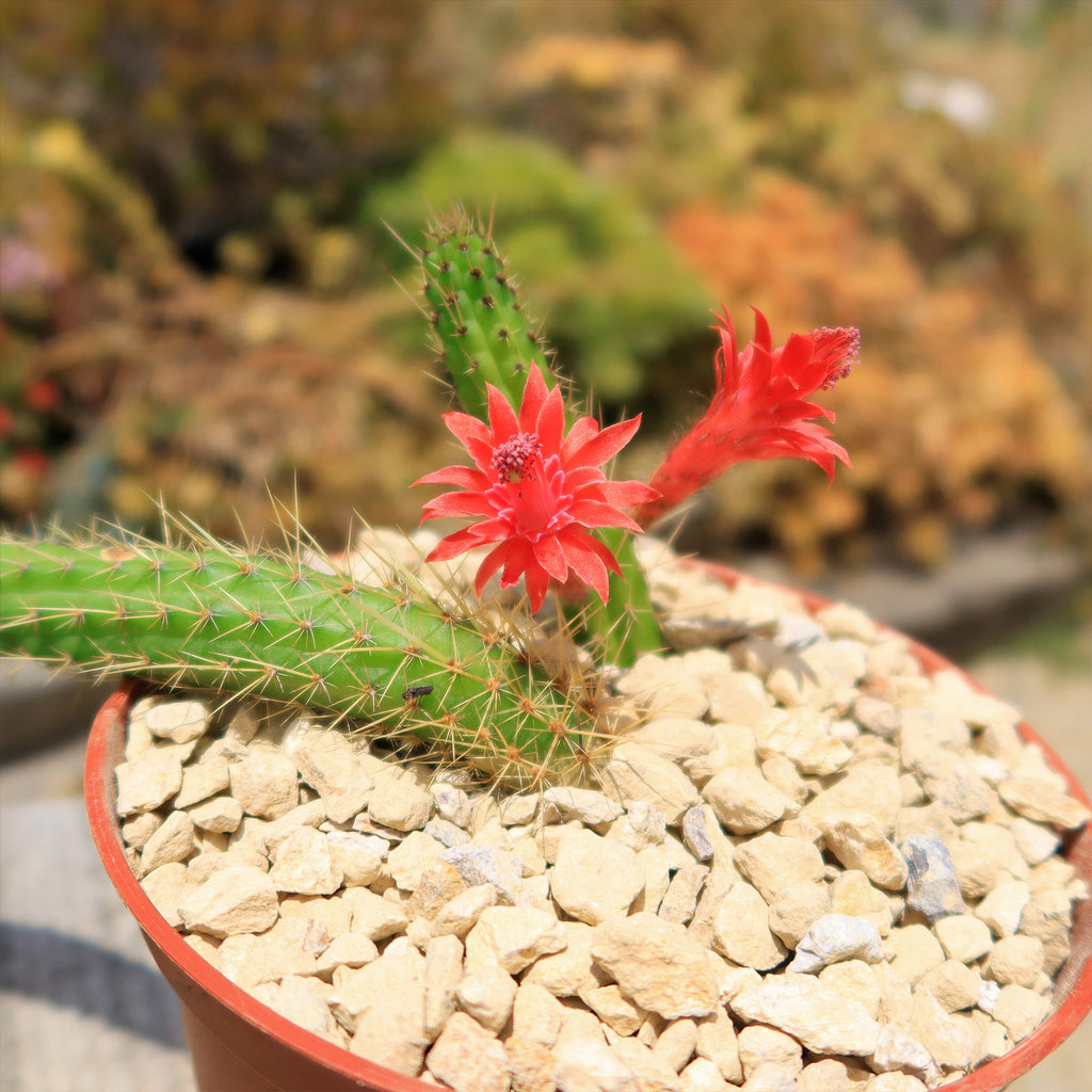 Cleistocactus Samaipatanus