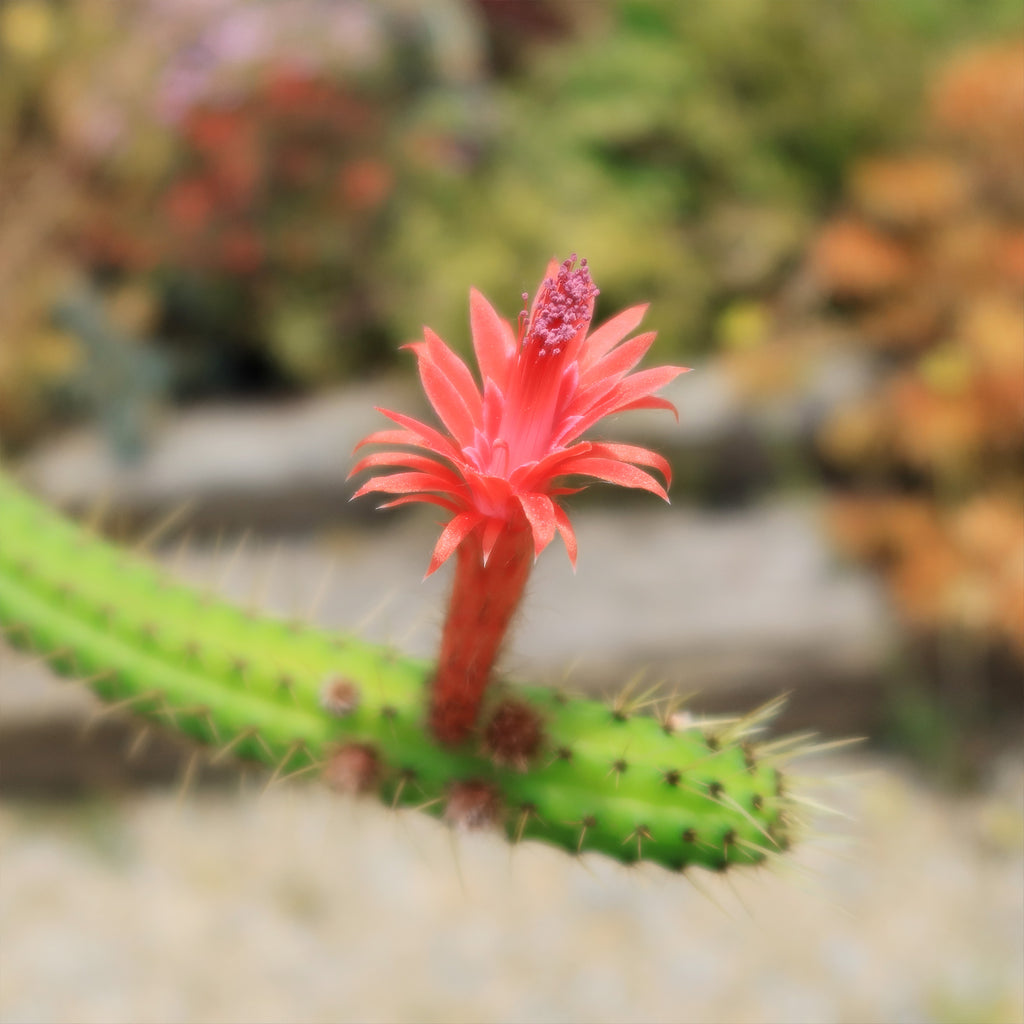 Cleistocactus Samaipatanus