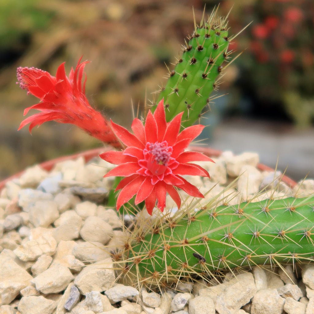 Cleistocactus Samaipatanus