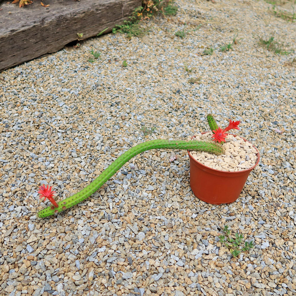 Cleistocactus Samaipatanus