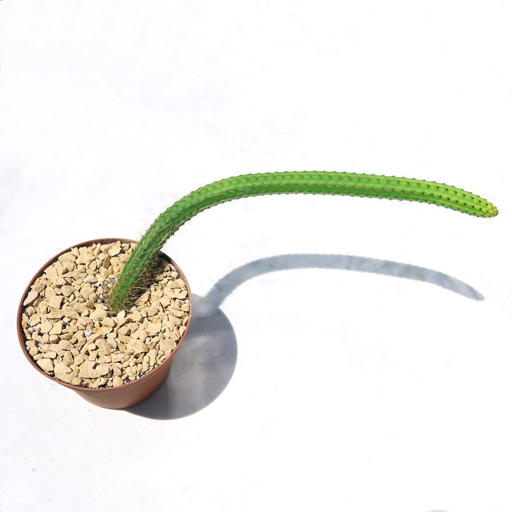 Cleistocactus Samaipatanus