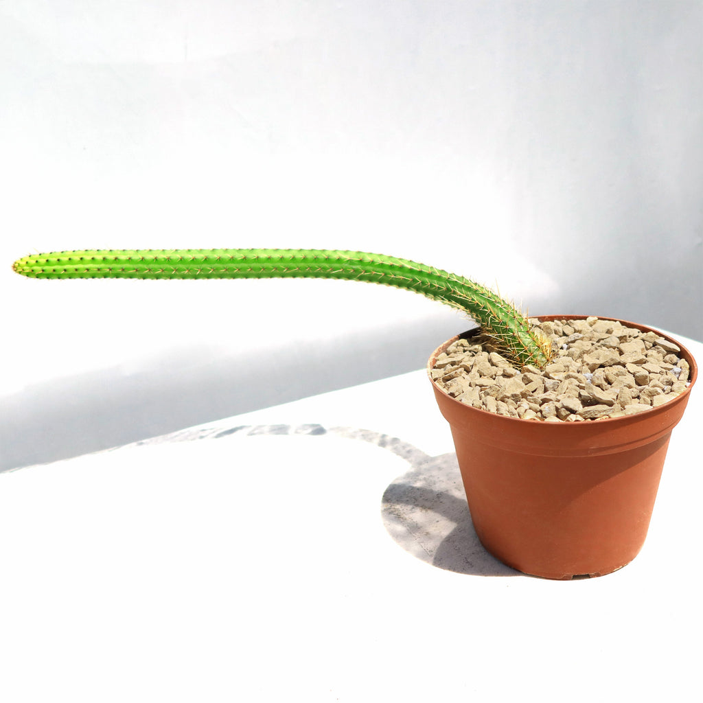 Cleistocactus Samaipatanus