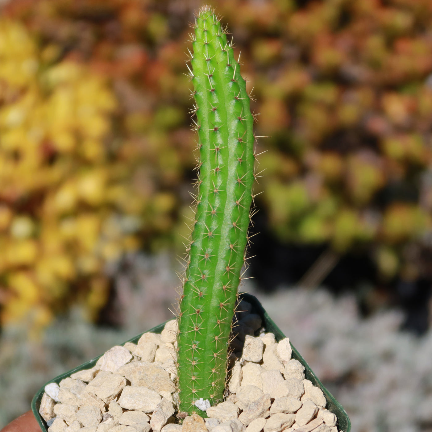 Cleistocactus Samaipatanus
