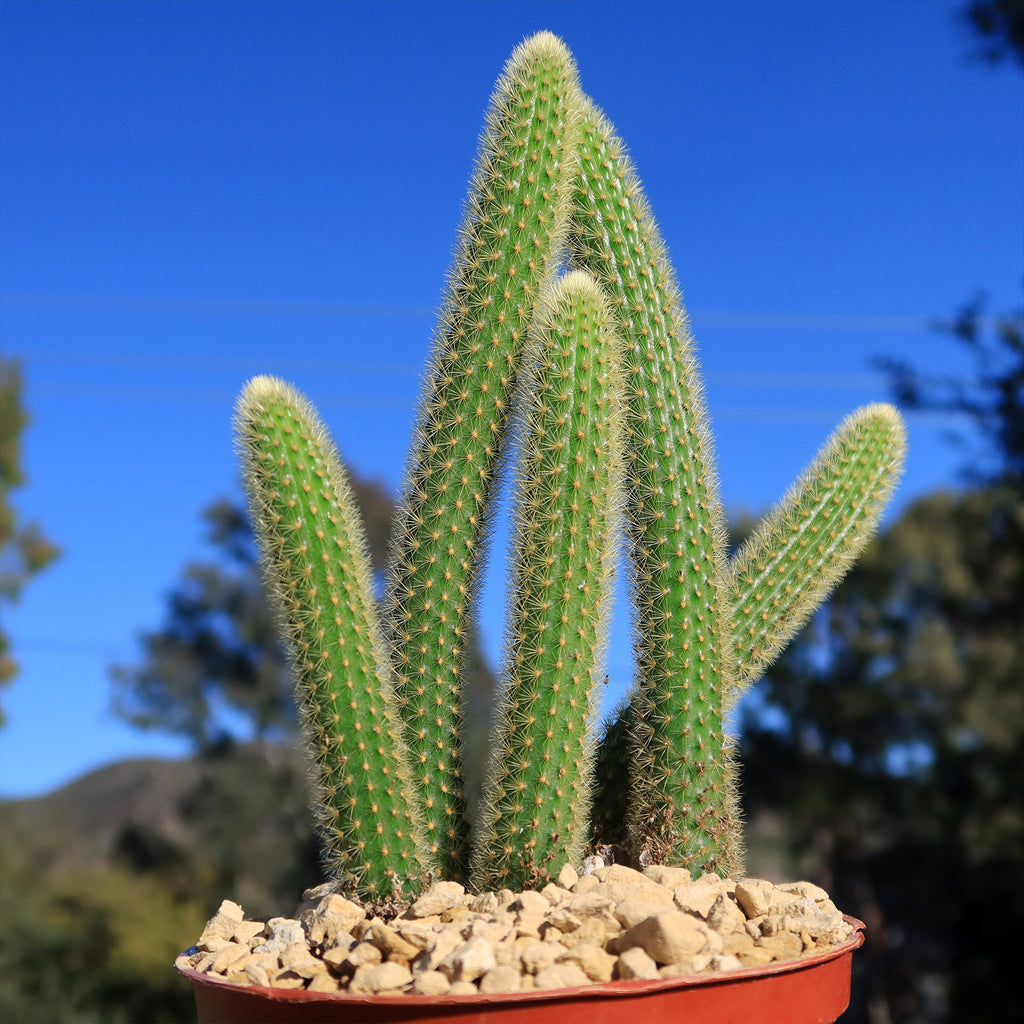 Cleistocactus winteri Golden Rat Tail