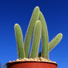 Cleistocactus winteri Golden Rat Tail