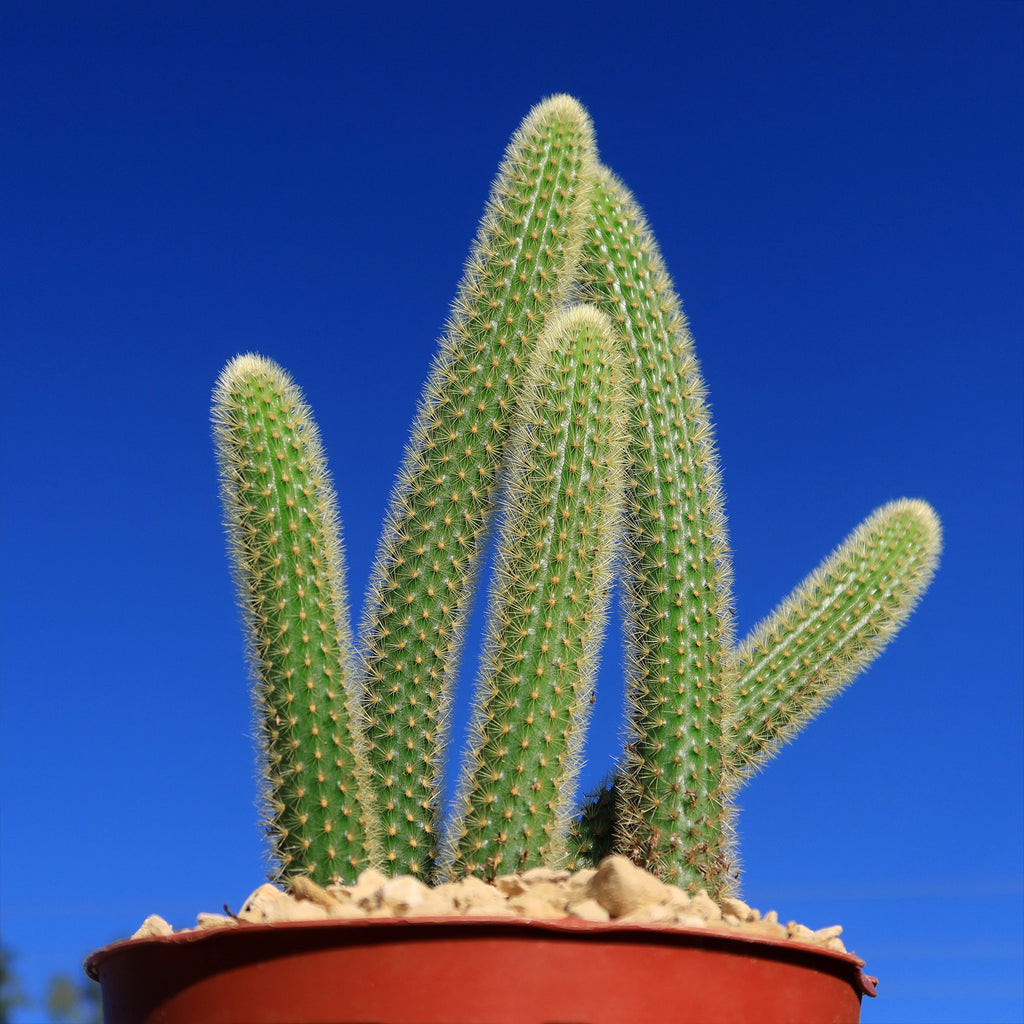 Cleistocactus winteri Golden Rat Tail