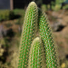 Cleistocactus winteri Golden Rat Tail