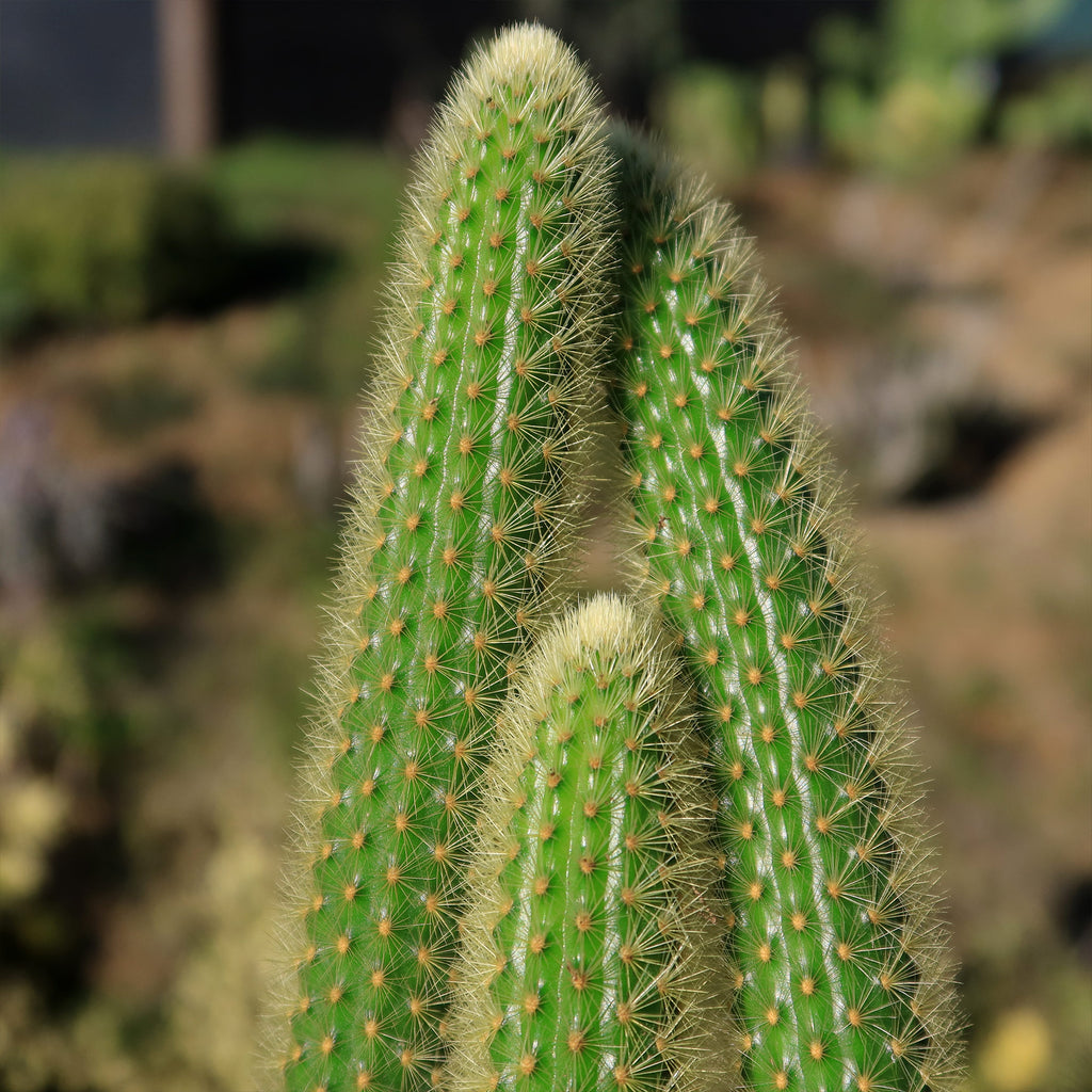 Cleistocactus winteri Golden Rat Tail