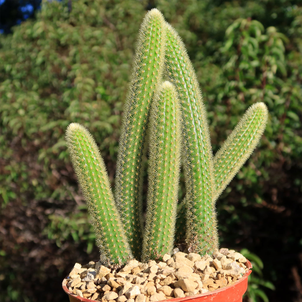 Cleistocactus winteri Golden Rat Tail