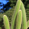 Cleistocactus winteri Golden Rat Tail