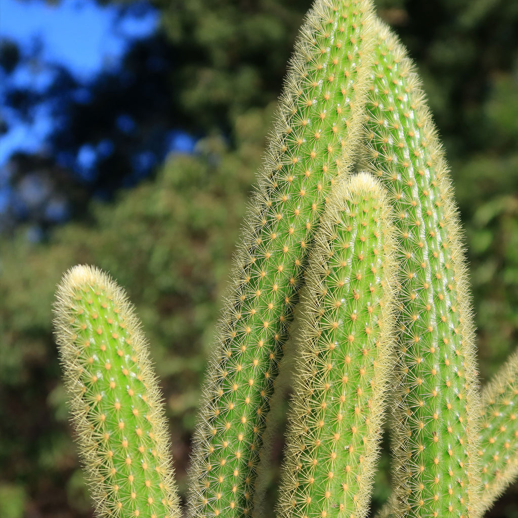 Cleistocactus winteri Golden Rat Tail