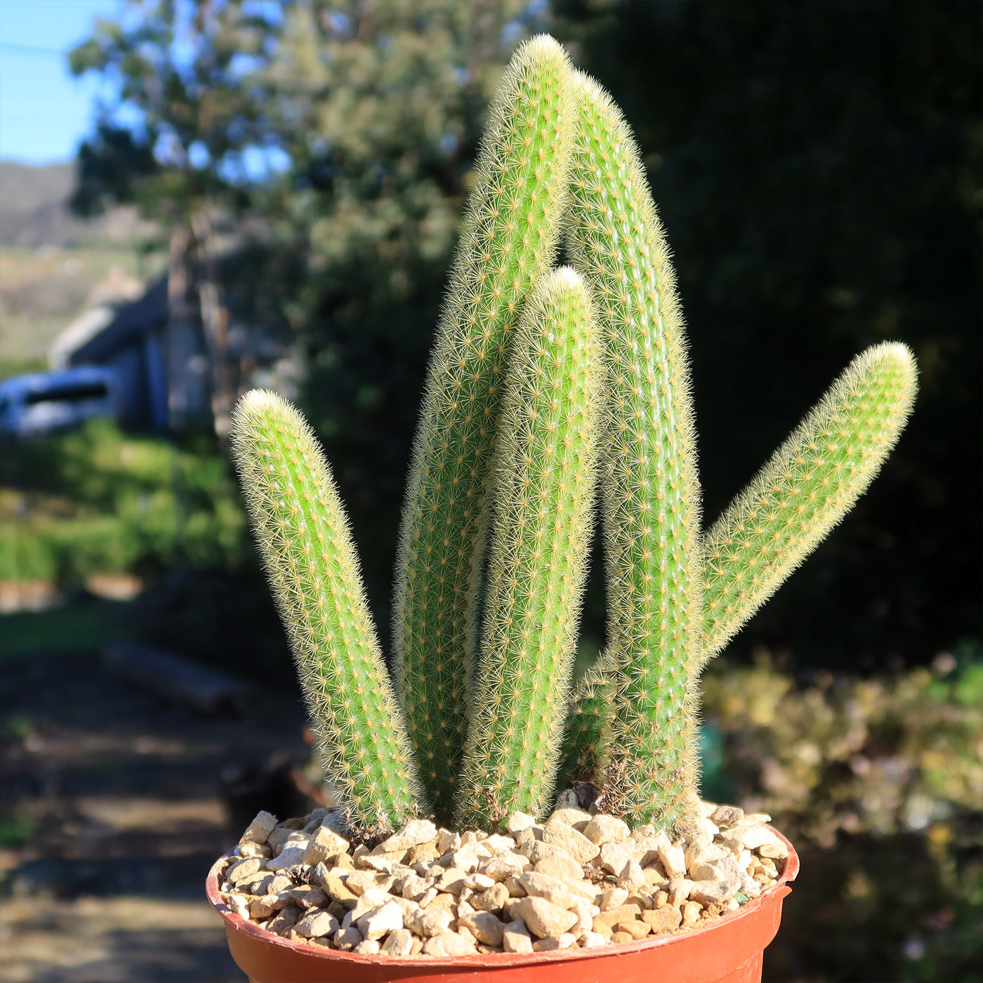 types of rat tail cactus Cleistocactus winteri Golden Rat Tail