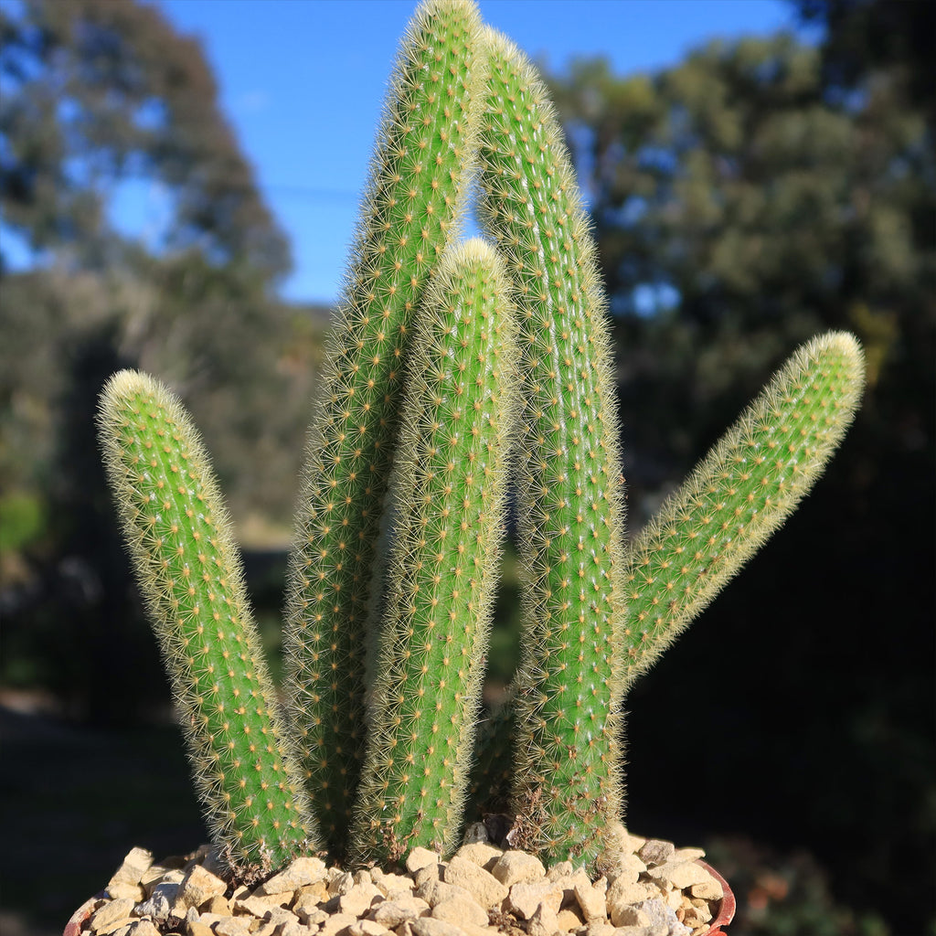 Cleistocactus winteri Golden Rat Tail