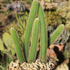 Cleistocactus winteri Golden Rat Tail