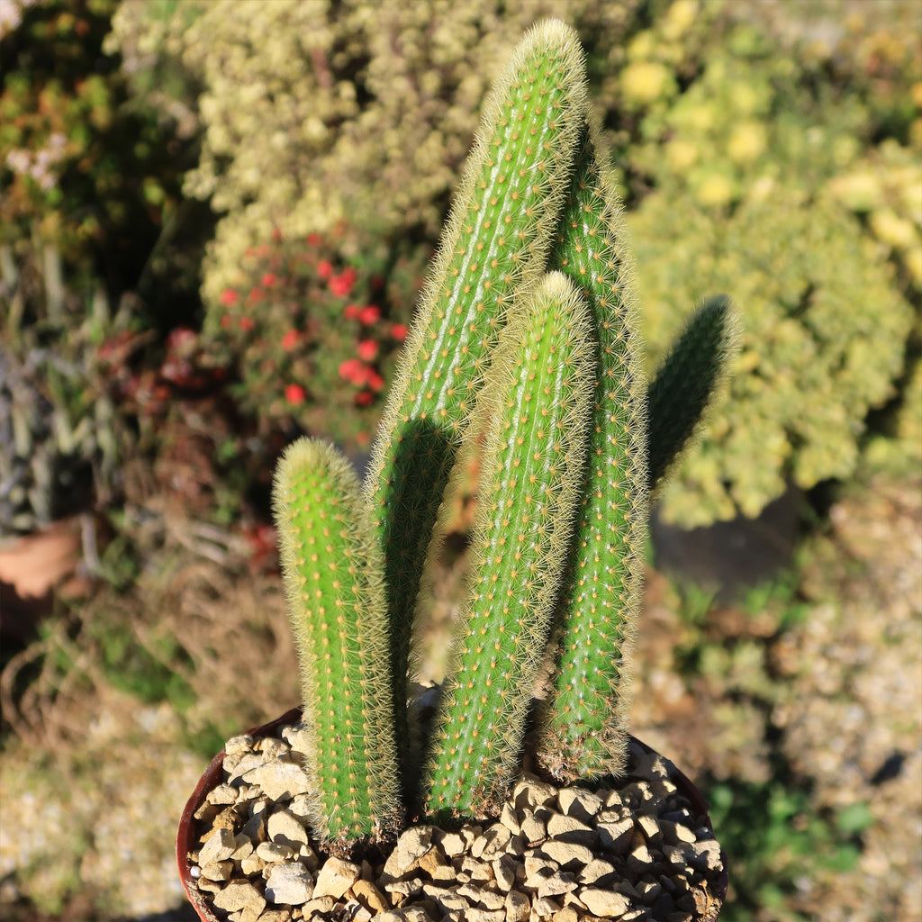 Cleistocactus winteri Golden Rat Tail