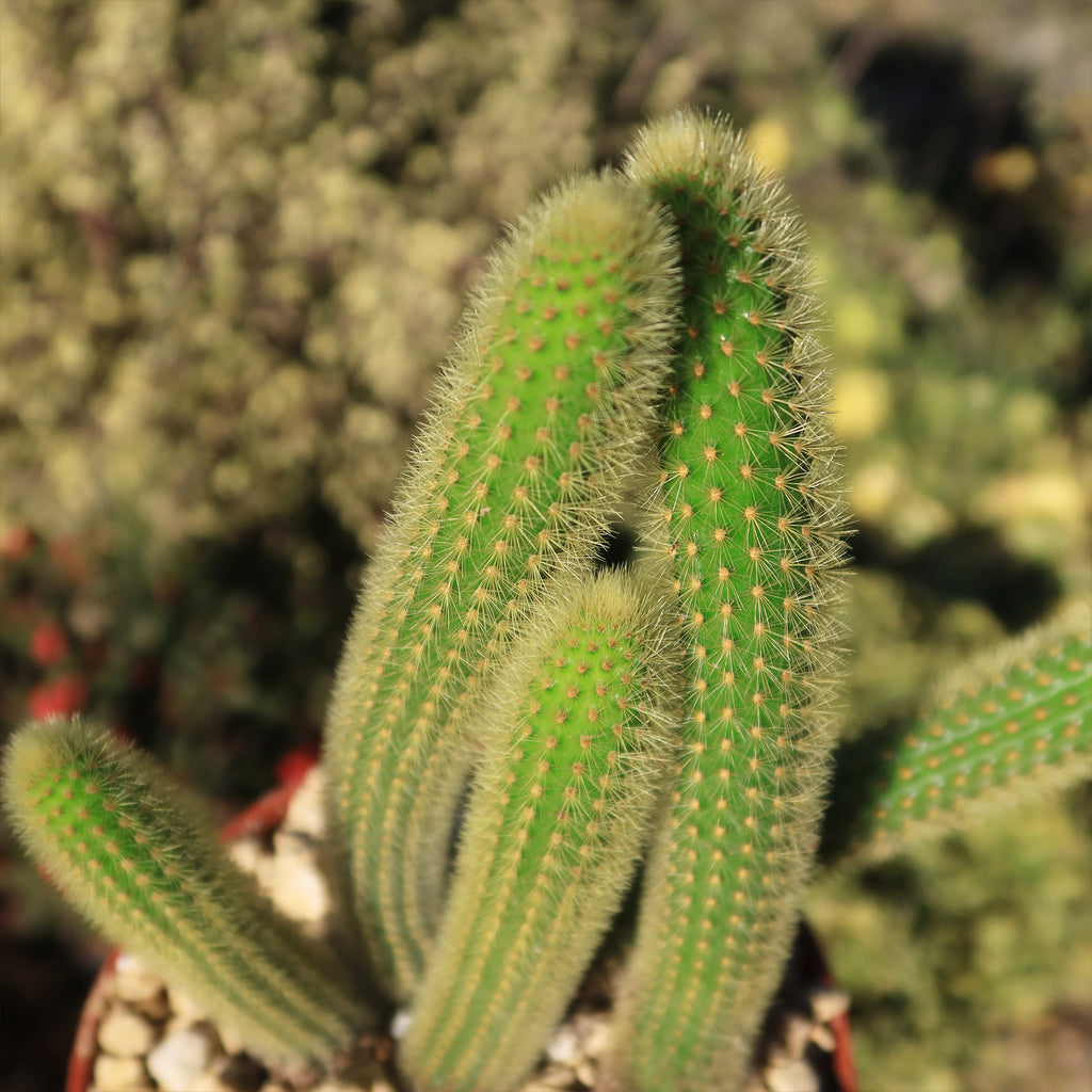 Cleistocactus winteri Golden Rat Tail