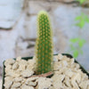 Cleistocactus winteri Golden Rat Tail