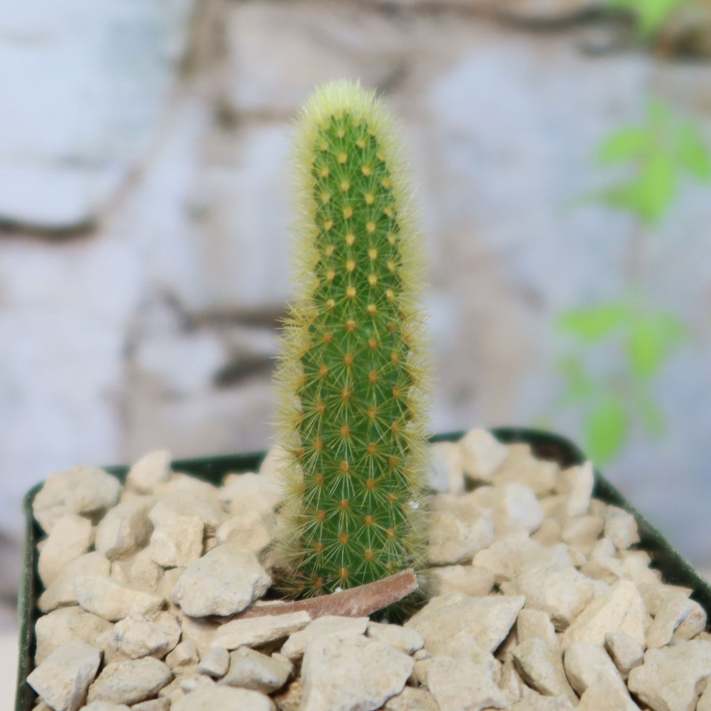 Cleistocactus winteri Golden Rat Tail