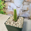 Cleistocactus winteri Golden Rat Tail