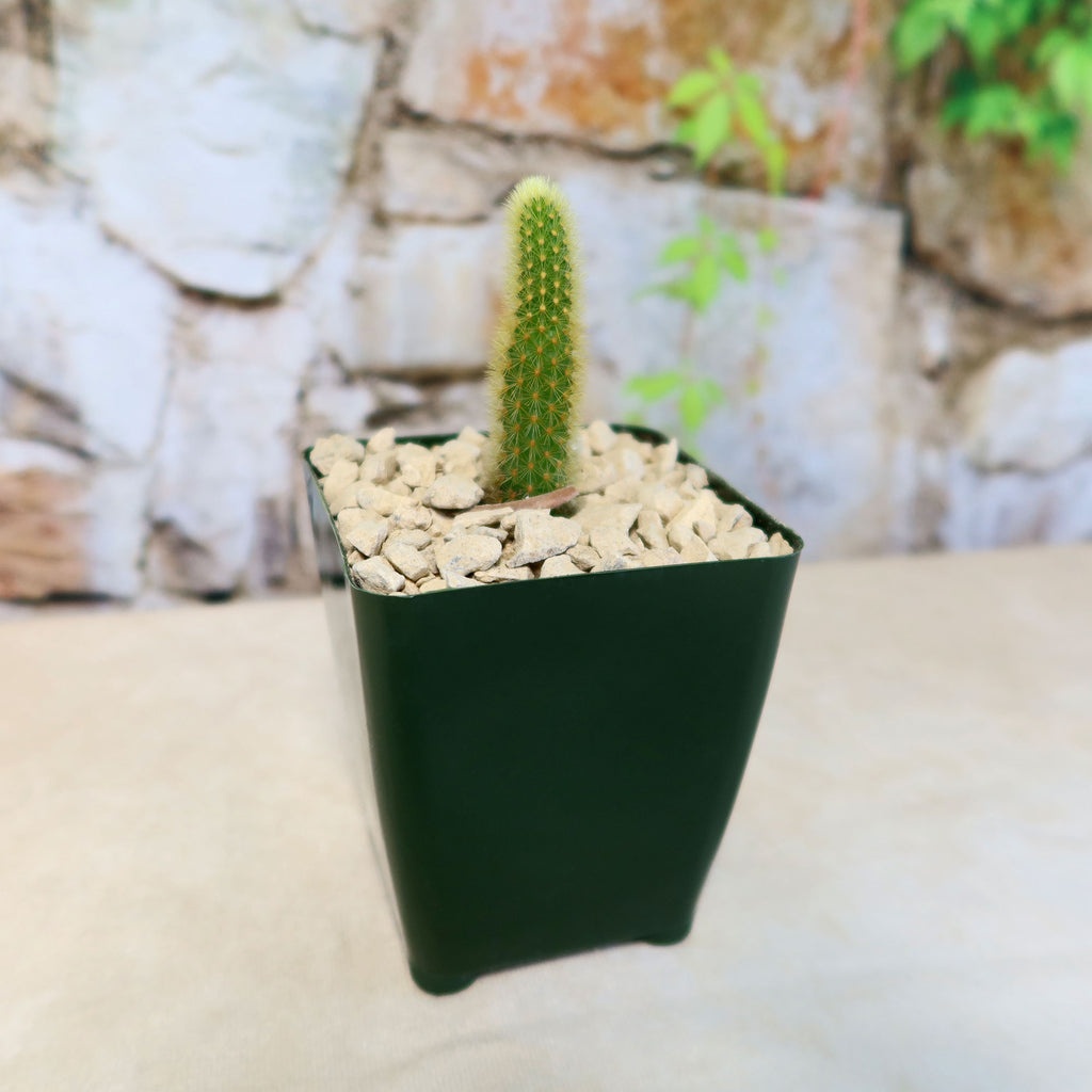 Cleistocactus winteri Golden Rat Tail