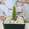 Cleistocactus winteri Golden Rat Tail