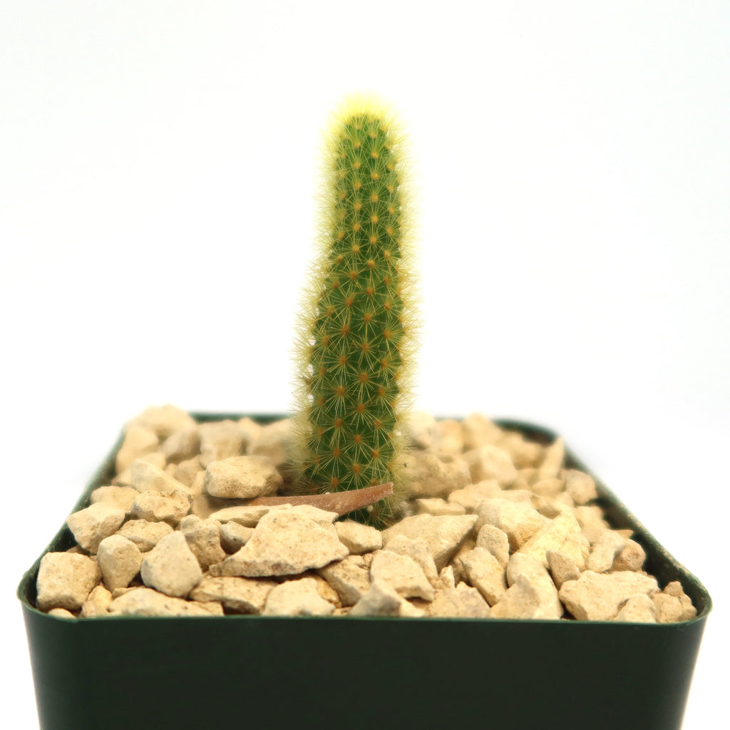 Cleistocactus winteri Golden Rat Tail