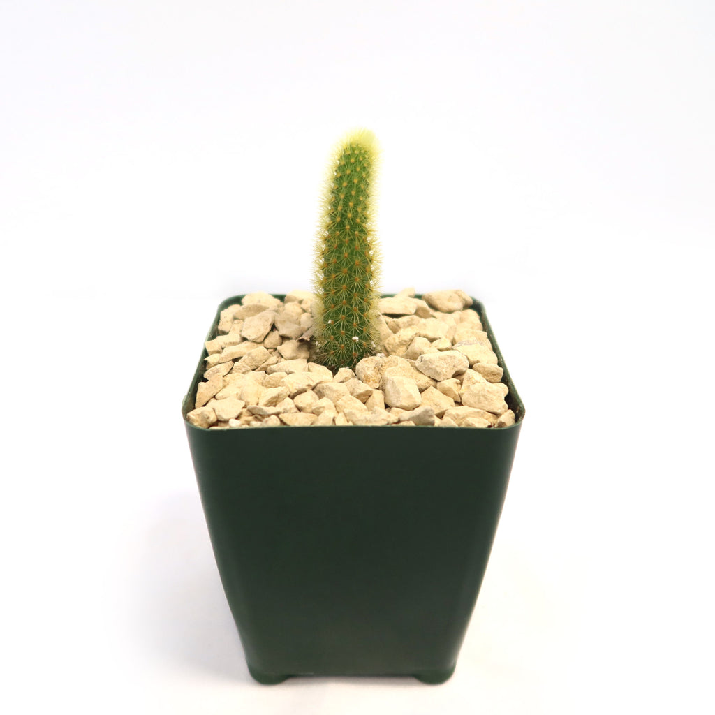 Cleistocactus winteri Golden Rat Tail
