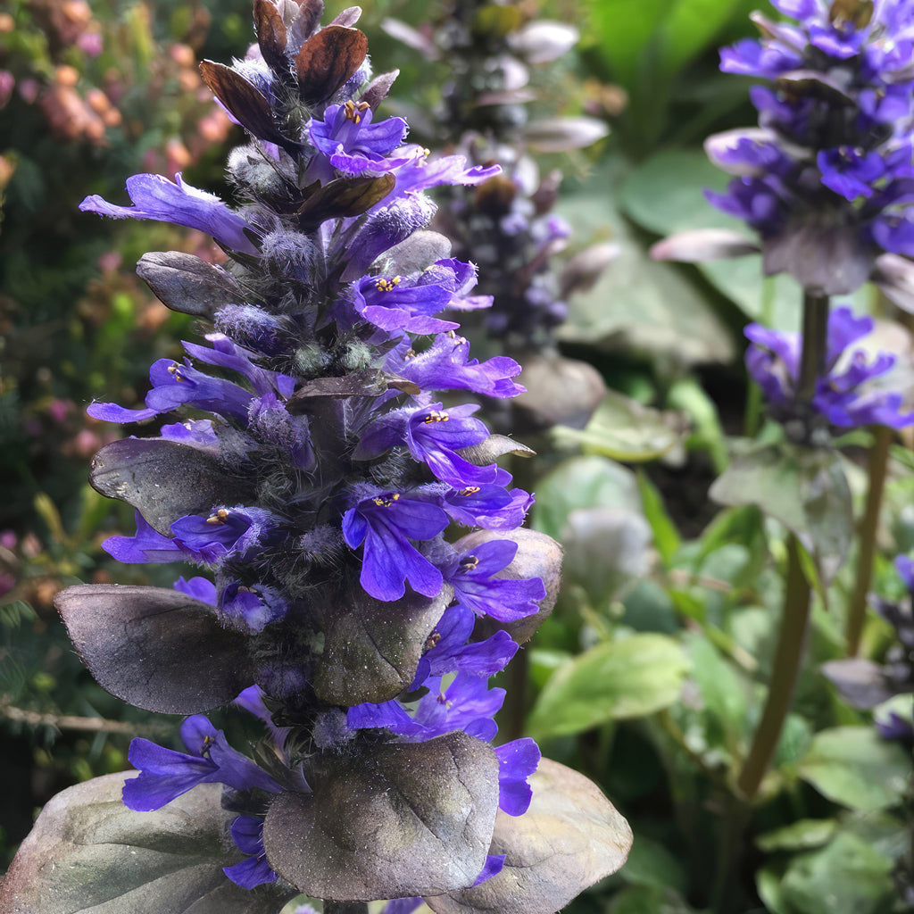 Ajuga ‘Catlins Giant’