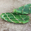 Cobra Cactus Cutting