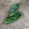 Cobra Cactus Cutting