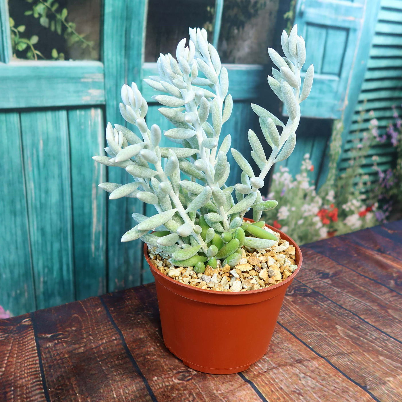 Cocoon Plant, Woolly Senecio - Senecio haworthii