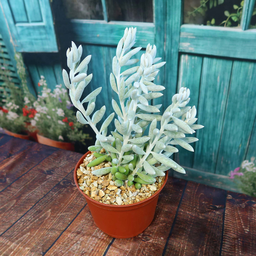 Cocoon Plant, Woolly Senecio - Senecio haworthii
