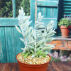 Cocoon Plant, Woolly Senecio - Senecio haworthii