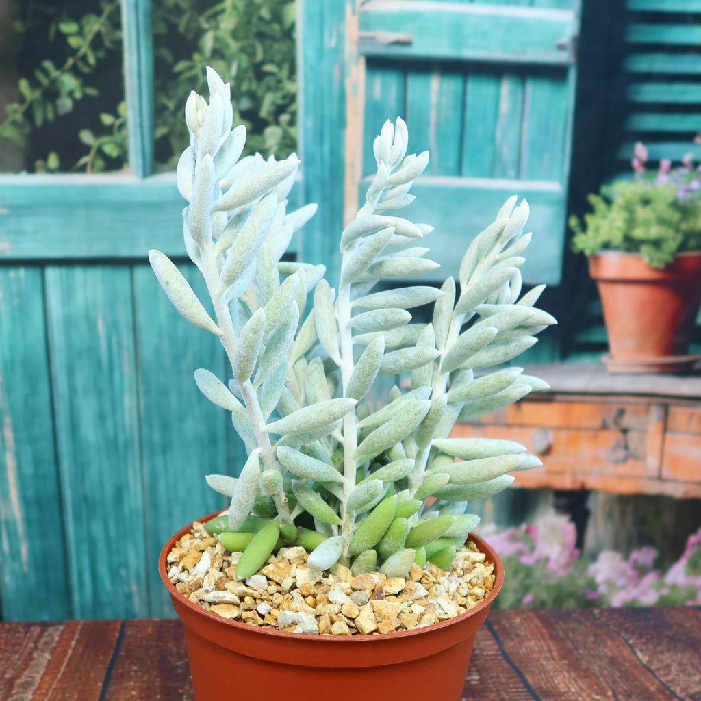 Cocoon Plant, Woolly Senecio - Senecio haworthii