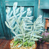 Cocoon Plant, Woolly Senecio - Senecio haworthii
