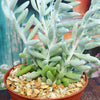 Cocoon Plant, Woolly Senecio - Senecio haworthii