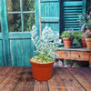 Cocoon Plant, Woolly Senecio - Senecio haworthii