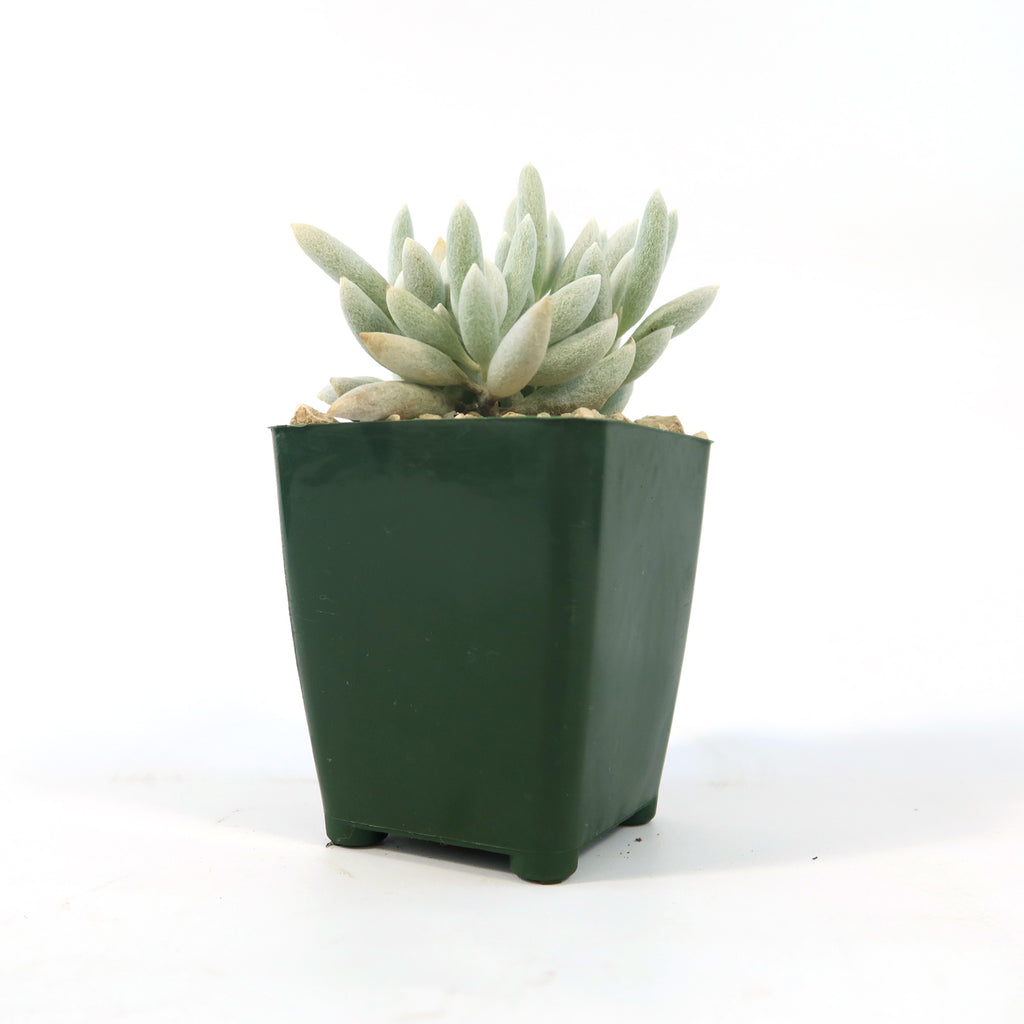 Cocoon Plant, Woolly Senecio - Senecio haworthii 6" Pot