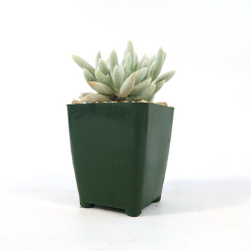 Cocoon Plant, Woolly Senecio