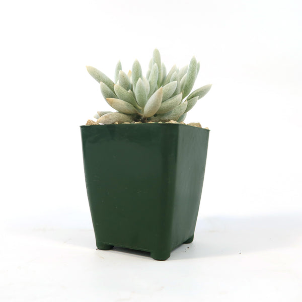 cocoon succulent Cocoon Plant, Woolly Senecio
