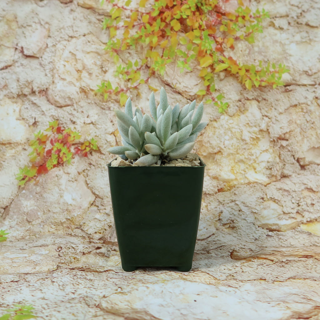 Cocoon Plant, Woolly Senecio - Senecio haworthii
