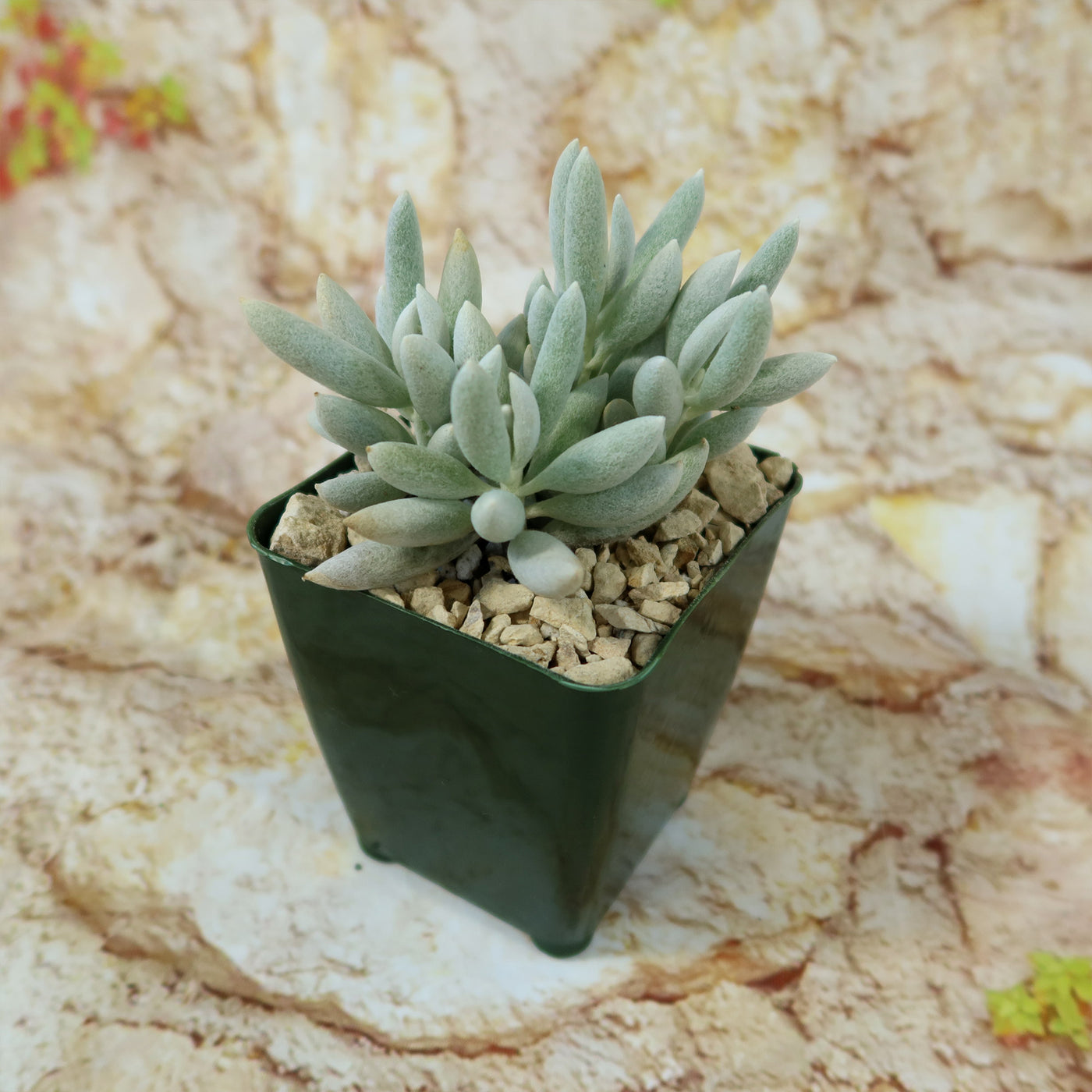 woolly senecio succulent Cocoon Plant, Woolly Senecio