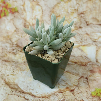 Cocoon Plant, Woolly Senecio - Senecio haworthii