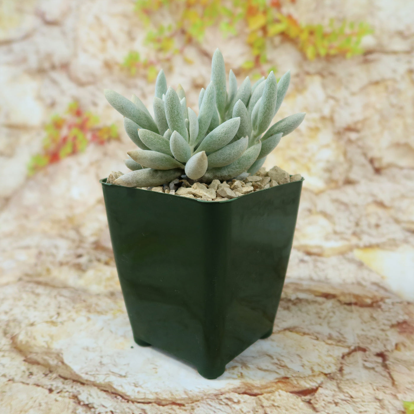 grey succulent plants Cocoon Plant, Woolly Senecio