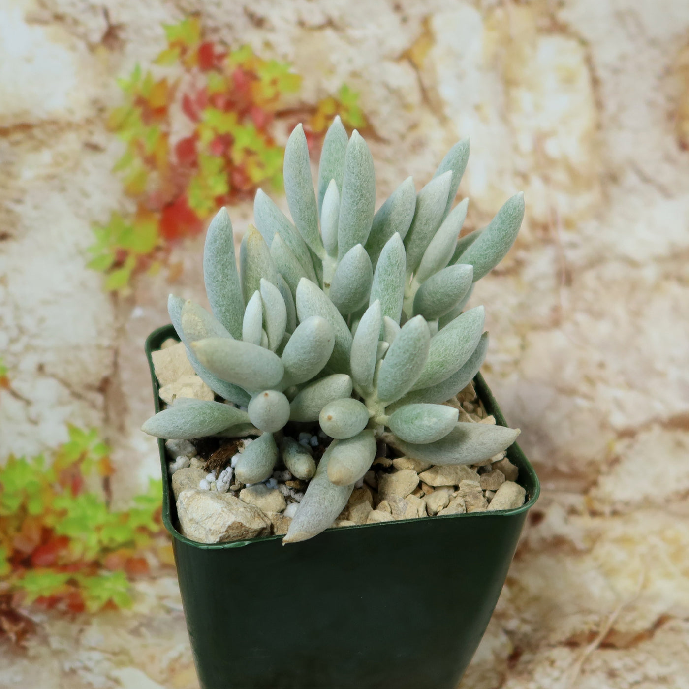 white senecio succulent Cocoon Plant, Woolly Senecio