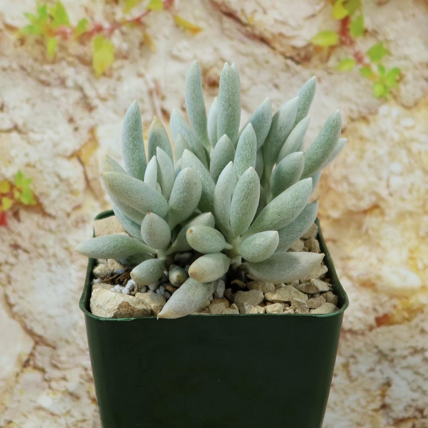 Cocoon Plant, Woolly Senecio - Senecio haworthii